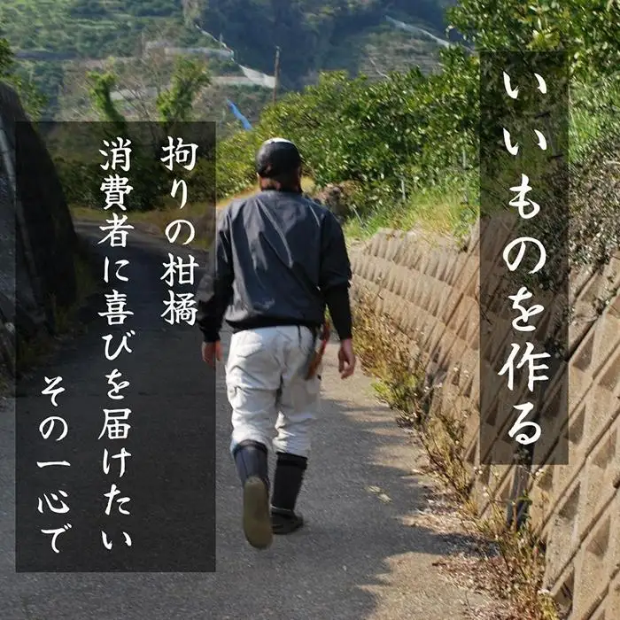不知火 古豪の産地 田口の不知火 7玉木箱入 特選品 産地直送 贈答用 数量限定［みかんの会］