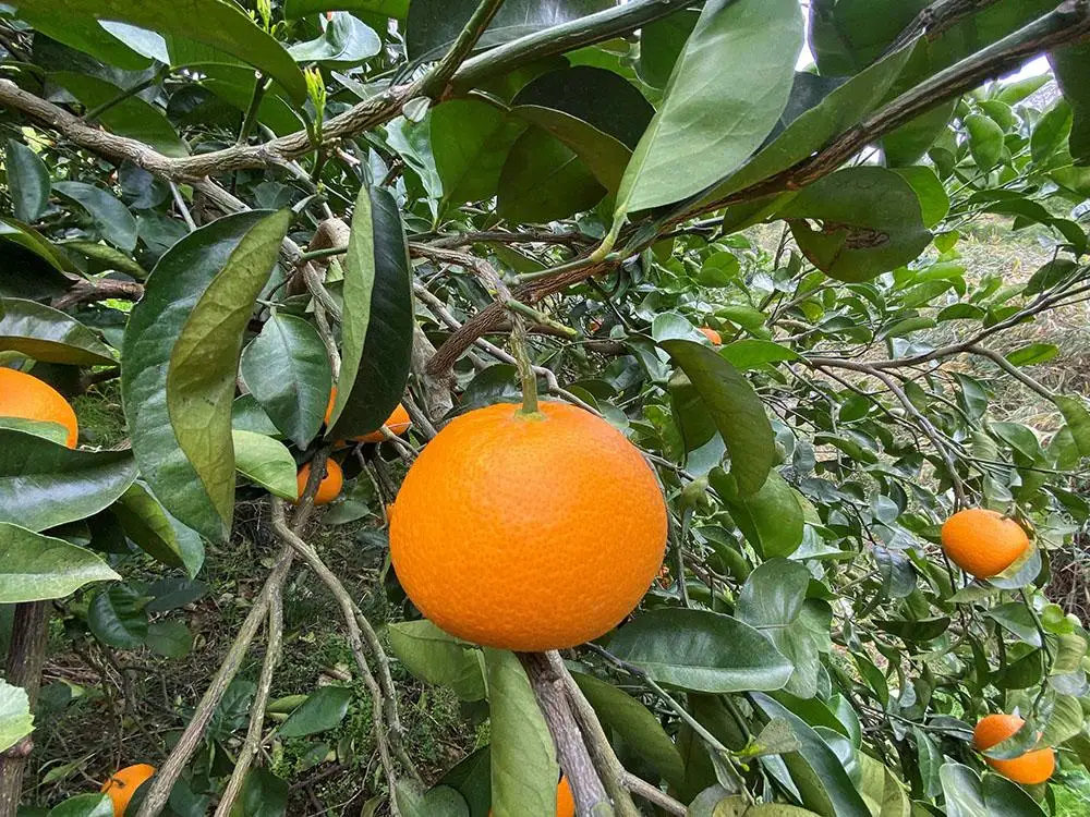 木成完熟 紅はっさく 特秀 L × 8玉 または M × 10玉 サイズ 化粧箱 南泰園【2027年4月上旬～発送】