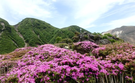 ガイドと楽しむタデ原湿原から指山 登山散策チケット 1枚6名様まで