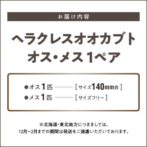 【ヘラクレスオオカブト】オス（140mm台）・メス（サイズフリー） 1ペア_期間限定 カブトムシ ヘラクレス 1ペア オス 140mm台 メス サイズフリー オオカブト 後食済み 昆虫 成虫 生体 ヘラクレスオオカブト 王様 かぶとむし養殖工房ダイナステスPlus 虫 累代飼育 幼虫管理飼育 養殖 お取り寄せ 福岡県 久留米市 送料無料 〔Pb001〕