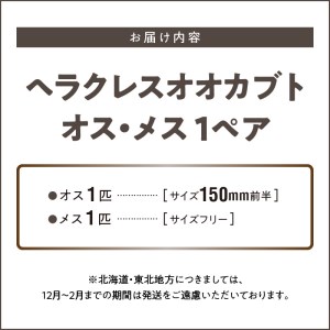 【ヘラクレスオオカブト】オス（150mm前半）・メス（サイズフリー） 1ペア_期間限定 カブトムシ ヘラクレス 1ペア オス 150mm前半 メス サイズフリー 昆虫 成虫 生体 ヘラクレスオオカブト 王様 福岡県 久留米市 かぶとむし養殖工房ダイナステスPlus 虫 累代飼育 幼虫管理飼育 養殖 お取り寄せ 福岡県 久留米市 送料無料 〔Pb002〕
