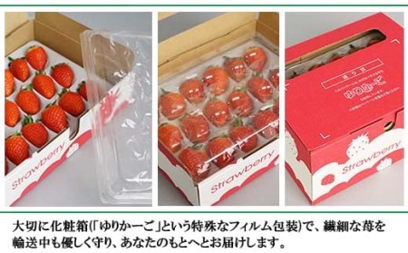 いちご 2箱 BUAN002 いちご