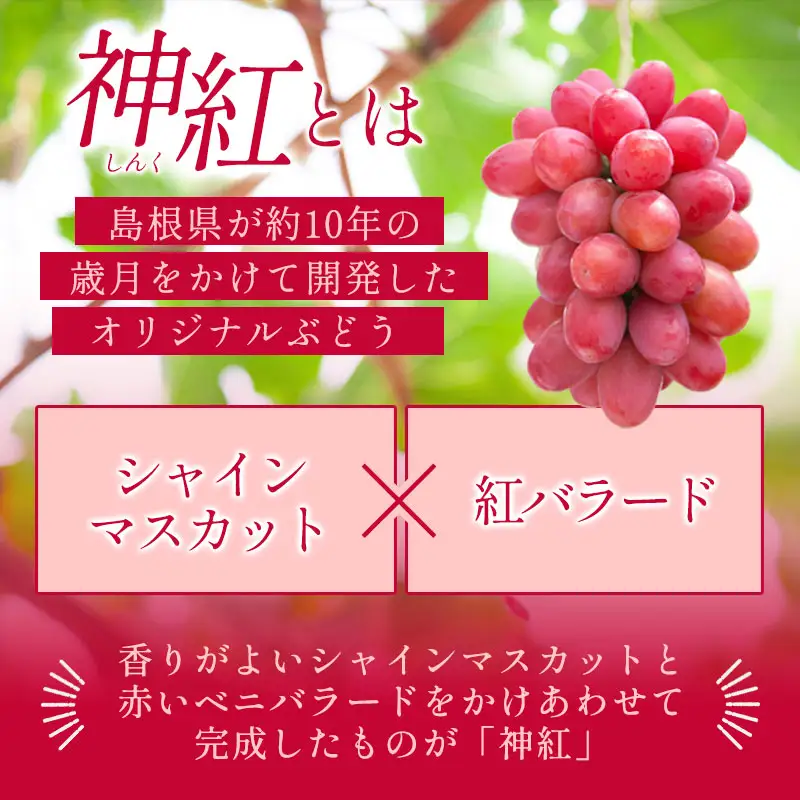 D-857 しんく！シンク！神紅！ 2房入り1.2㎏以上