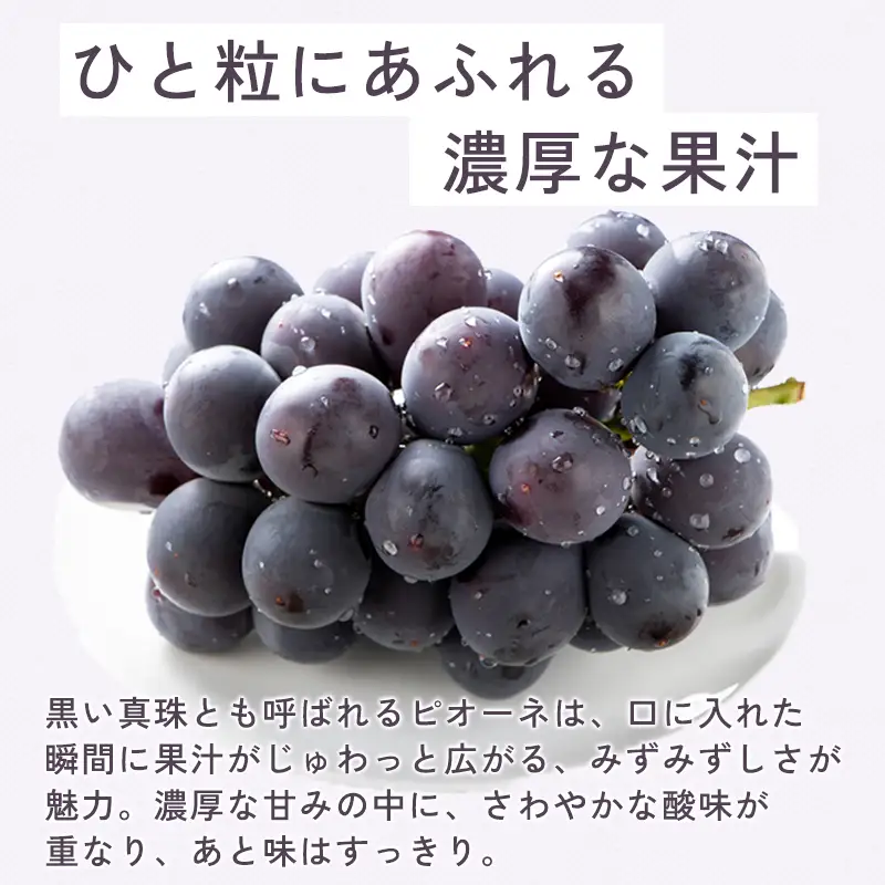 B-1000 朝採れ種なしぶどうピオーネ 2kg
