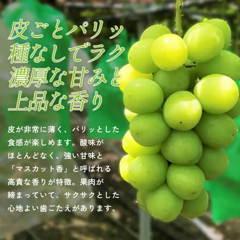 C-698 待ちきれないシャインマスカット（大粒）1房