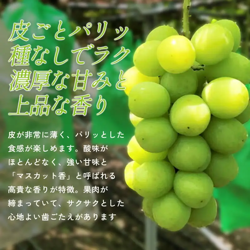 C-699 待ちきれないシャインマスカット 2房