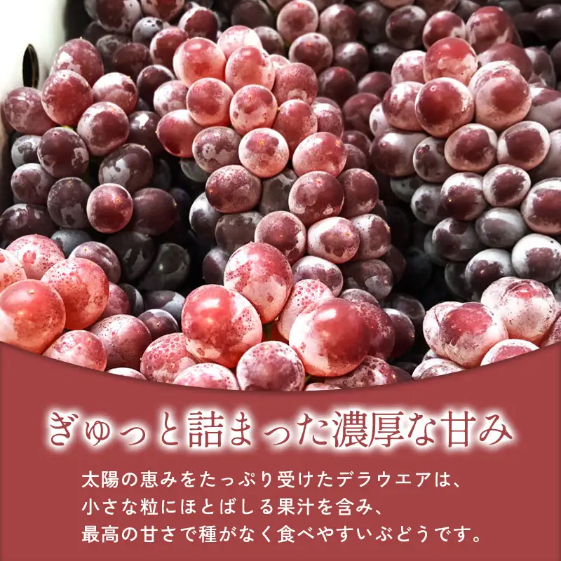 C-544 待ちきれないデラウエア 2kg