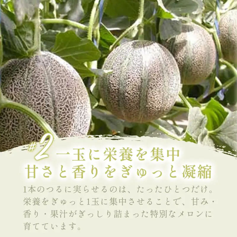 B-190 糖度厳選プレミアム アムスメロン 2玉