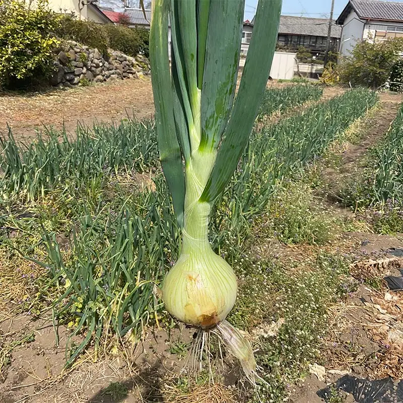 形や大きさより味にこだわった玉ねぎ (10kg) 有機肥料 たまねぎ 玉ねぎ オニオン 甘七宝甘70 ソニック 野菜 食品 F20E-936
