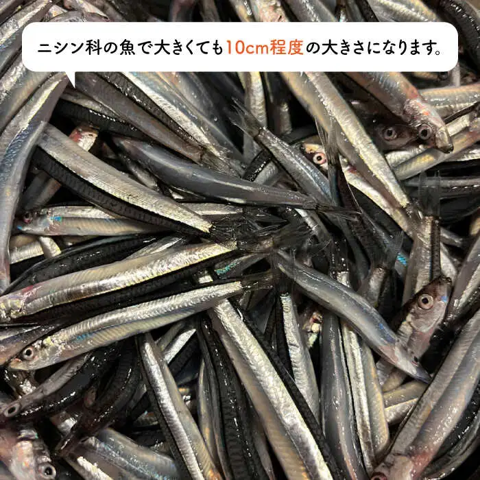 きびなご ジャーキー 40g×3袋  糸島市 / 株式会社コバヤシ【coco.kina】 [ASL009]