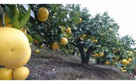 【先行予約】【訳あり】三愛果樹園の土佐文旦　約5kg / 土佐文旦 みかん 柑橘 ぶんたん ブンタン 果物 フルーツ 〈2027年2月上旬から順次発送〉【三愛果樹園】 [BQAO010]