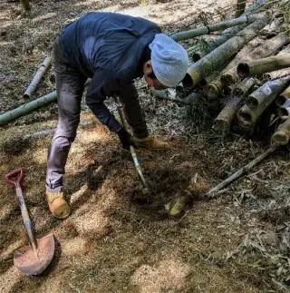＜先行予約＞【皮付き京都西山産】 朝掘りたけのこ ２kg（米ぬか付）【アドプランツコーポレーション】