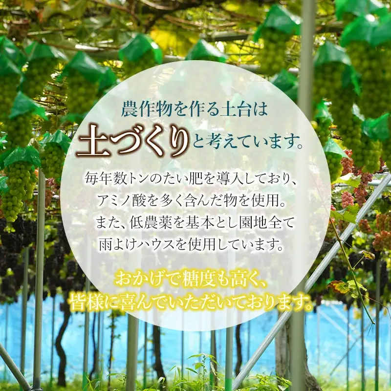 【令和8年産先行予約】シャインマスカット 約2kg (3~4房) 山形県鶴岡市産　ヤマショウ