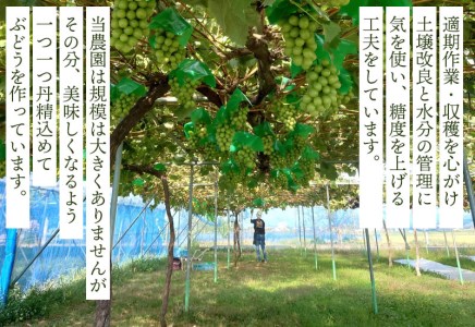 【令和8年産 先行予約】シャインマスカット 約2kg　(2～3房)　山形県鶴岡市産　かなでファーム | 葡萄 ぶどう 果物 フルーツ 国産 東北