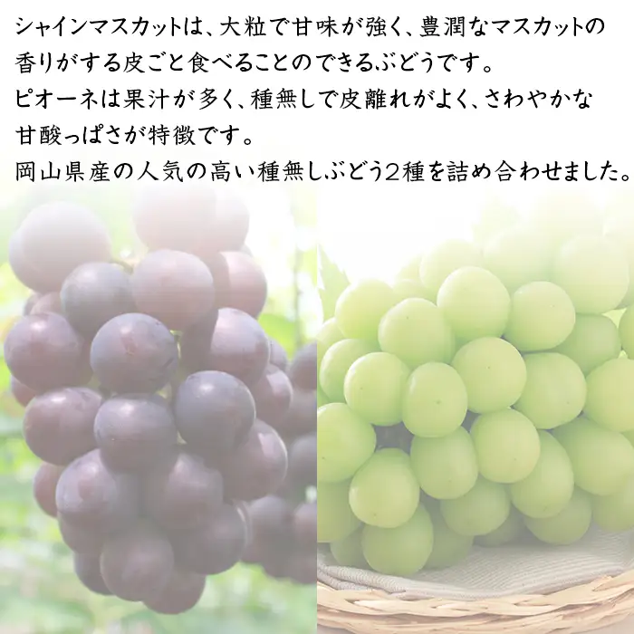 74-18 ぶどう2房（シャイマスカット・ニューピオーネ）計1.2kg以上【2026年9月上旬～10月上旬発送予定】