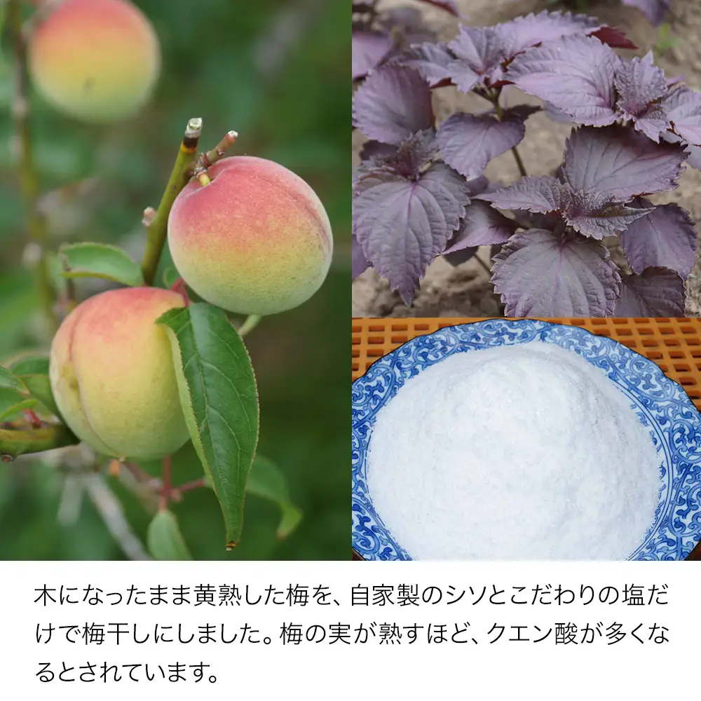 耶馬溪昔ながらの手づくり梅干し 中村梅園 | 梅 梅干し 自家製シソ 手作り こだわり ウメ 大分県 中津市