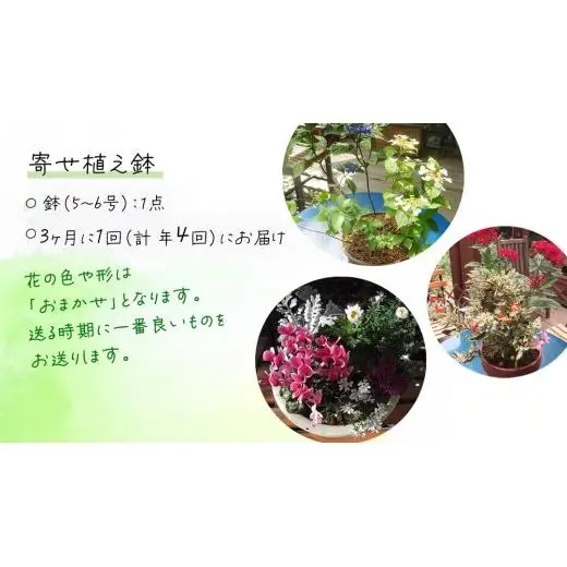 《 3ヶ月に1回お届け！年4回 定期便 》【 確実園 オリジナル 】 寄せ植え （おまかせ1点）