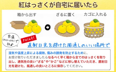 【ふるさと納税】【先行受付】樹上完熟 紅はっさく 約10kg S～2L 家庭用 サイズ混合