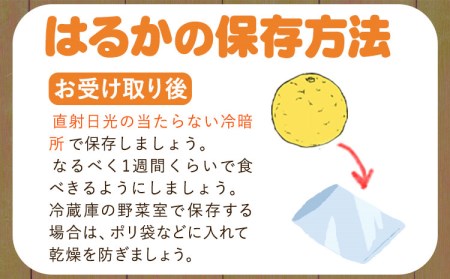 はるか 約7kg S～2L 家庭用 サイズ混合 横川果樹園 