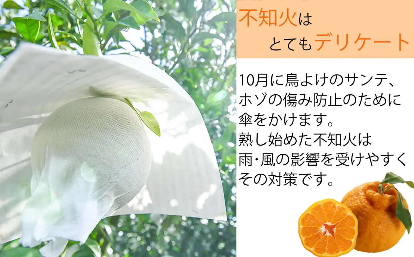【R9年出荷分】鈴木農園の不知火２ｋｇ（２L又は３L）　和歌山県から農家直送！デコポン　しらぬい　オレンジ　皮がむきやすい【北海道・沖縄・一部離島への配送不可】