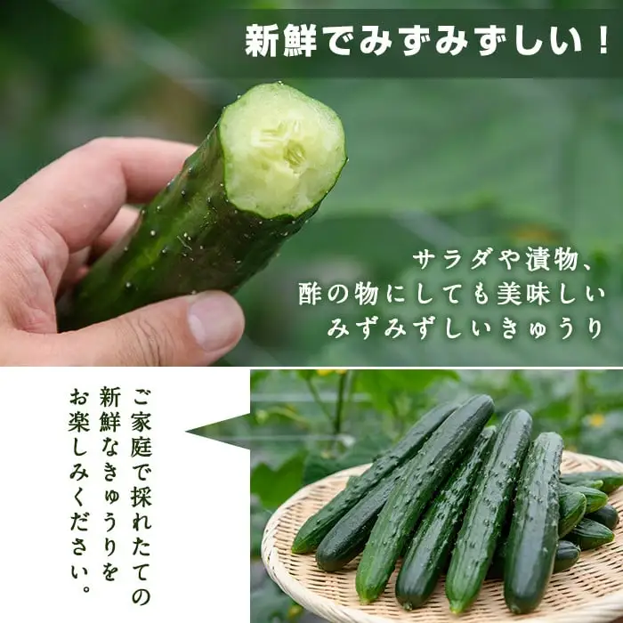 宮崎県産きゅうり(2.5kg)野菜 冷蔵【NS-2】【中澤農園】