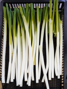 乾燥ネギ(エアードライ製法) 150g 青森県 つがる市産 [0914]