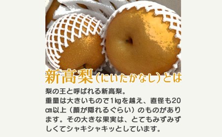 新高梨 大玉 約4kg | フルーツ 果物 くだもの 梨 なし ナシ 奈良県 五條市