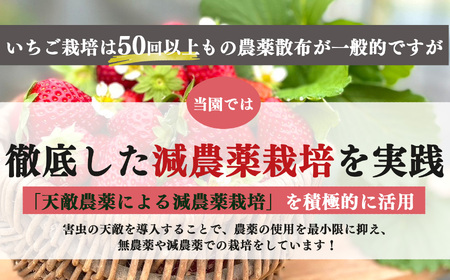 「 古都華 」＆「 季節 の いちご 」 食べ比べ セット （ 1パック ずつ） 計 2パック | フルーツ くだもの 果物 イチゴ ことか コトカ 奈良県 五條市 苺 品種 特徴 糖度 旬 2月 順次発送 LIP～幸せいちご園～ 産地直送 農家直送 お取り寄せ 送料無料 グルメ フレッシュ 果実 新鮮 ブランド苺 ストロベリー 冷蔵 高糖度 減農薬栽培 最高級 濃厚 贅沢 ギフト 贈答