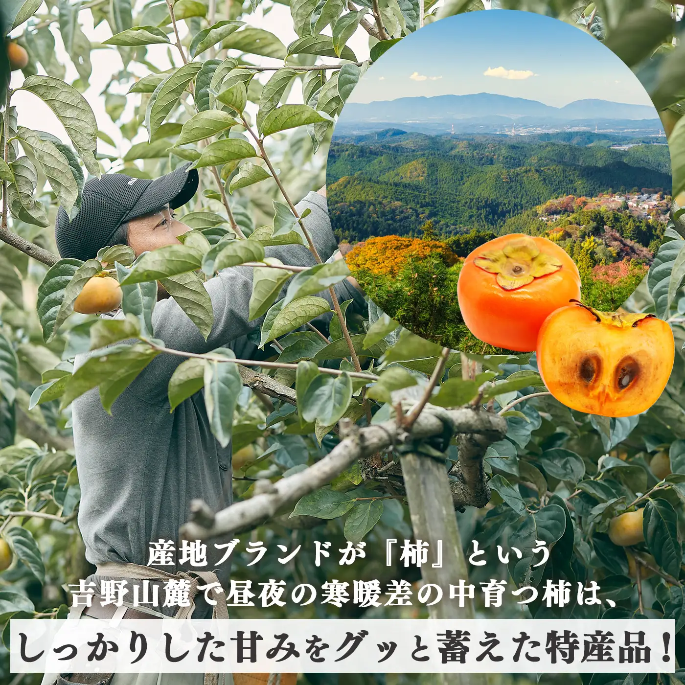 【 堀うち農園 】どっさり 約 7kg 訳あり 富有柿 | 人気 国産 産地直送 秋 旬 送料無料 大容量 特産品 家庭用 奈良県 五條市