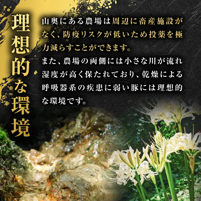 種豚場 がお届けする 鹿児島伝統 の 黒豚 黒胡椒 の効いた 黒豚ウインナー K125-002 黒豚 黒豚ウインナー ウインナー 黒胡椒 さっぱり 肉 ごはん 笹平種豚場 ふるさと納税 鹿児島 おすすめ ランキング プレゼント ギフト