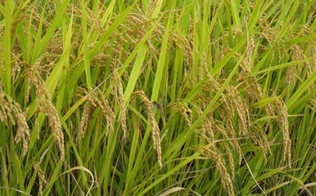 【2023年産米 定期便】金山産米「つや姫」2kg【玄米】×12ヶ月 計24kg 米 お米 白米 ご飯 玄米 ブランド米 つや姫 送料無料 東北 山形 金山町 F4B-0317