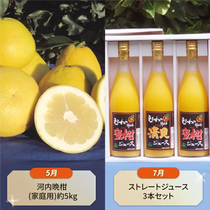 【柑橘】 柑橘 定期便 10ヶ月 WF B100-024014