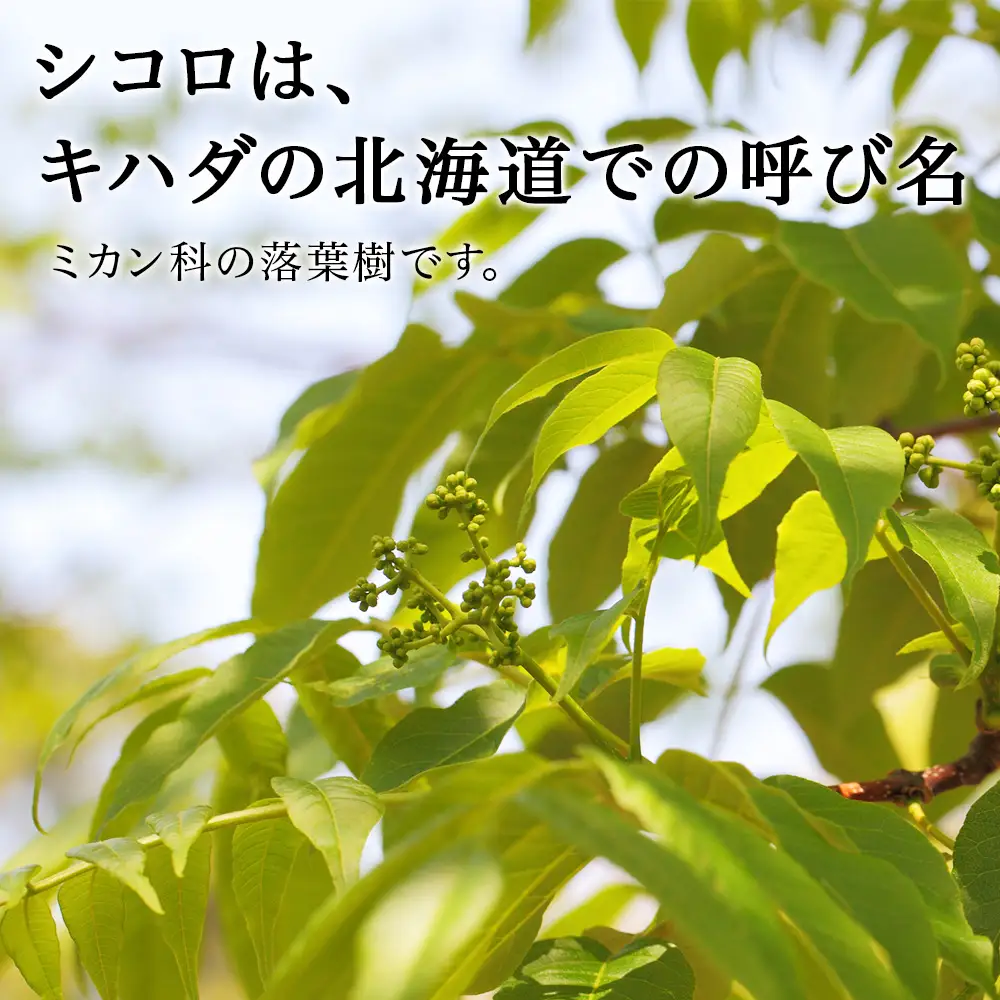 はちみつ 彩北の滴 シコロ 300ｇ×1本