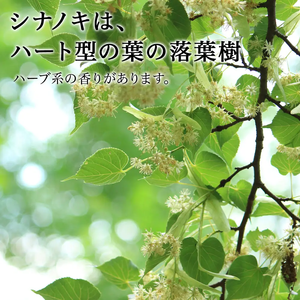 はちみつ 彩北の滴 シナノキ 1kｇ×1本