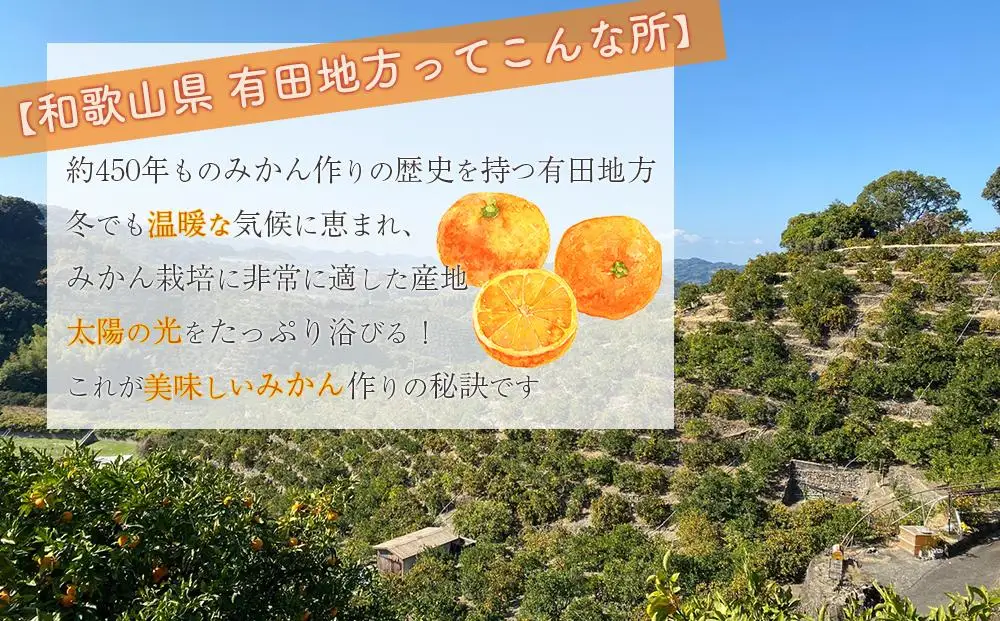 【先行受付】 武内園 和歌山県産 有田みかん 特選 秀品 5kg   完熟 光センサー