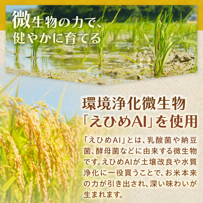 令和7年ミルキークイーン10kg [米 白米]
