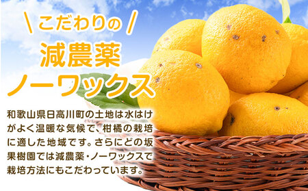 訳あり 国産レモン 約5kg (サイズ混合)  