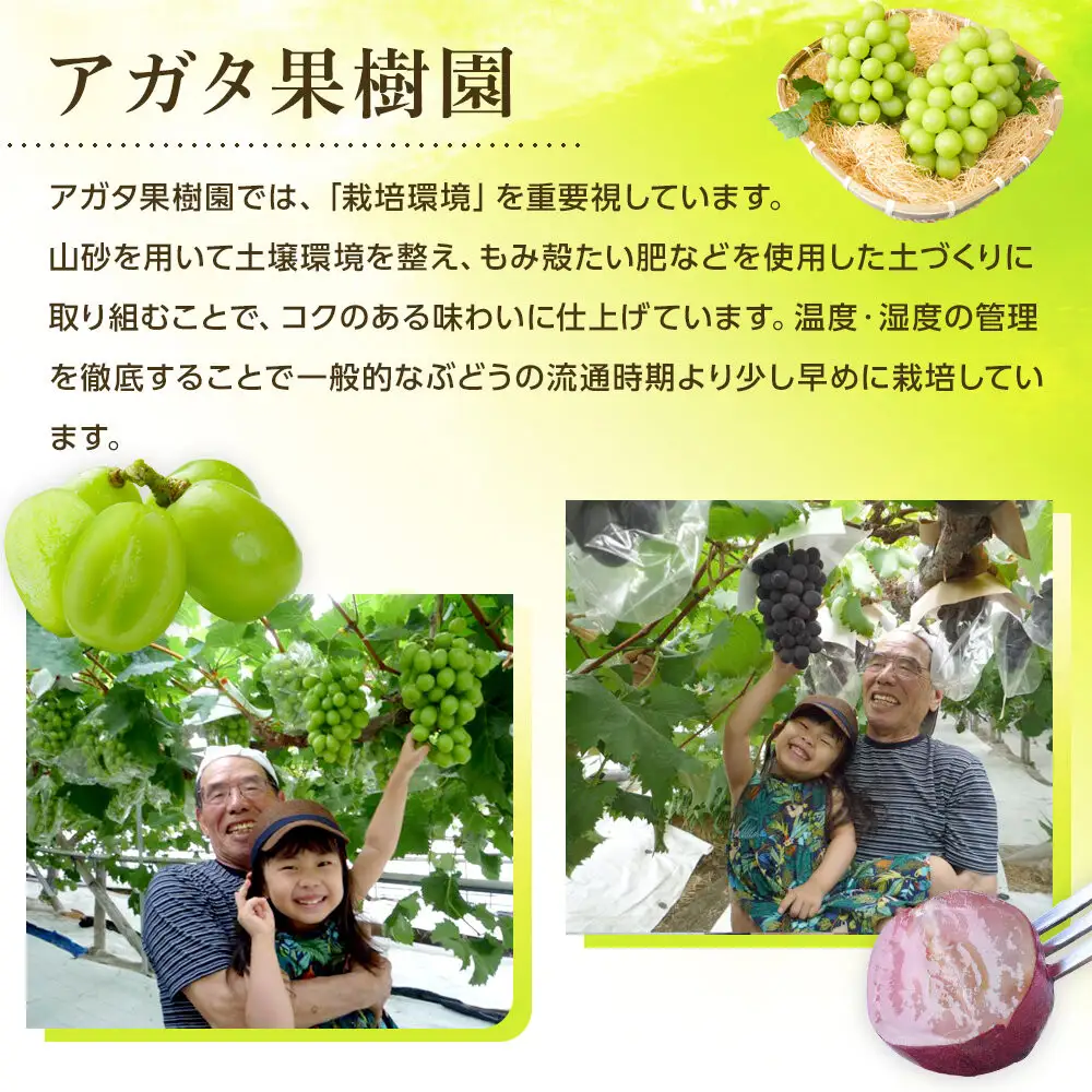 ＜2026年 先行受付 8月中旬発送＞【貝塚市産】特選シャインマスカット２房入り 1.4kg以上