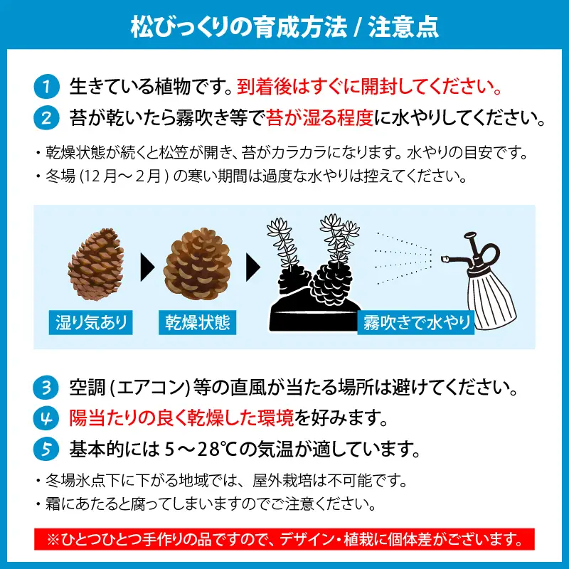火山の贈り物 ミニ観葉植物『松びっくり』 溶岩土台松ぼっくり苔植物 K089-001