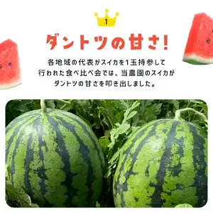 【先行予約】【2027年6月上旬から発送】レッドサンスイカ（約8kg～約9.8kg×1玉）【 ふるさと納税 人気 おすすめ ランキング レッドサン スイカ 西瓜 すいか 西瓜 果物 フルーツ 国産 産地直送 甘い 野菜 千葉県 山武市 送料無料 】SMAF001