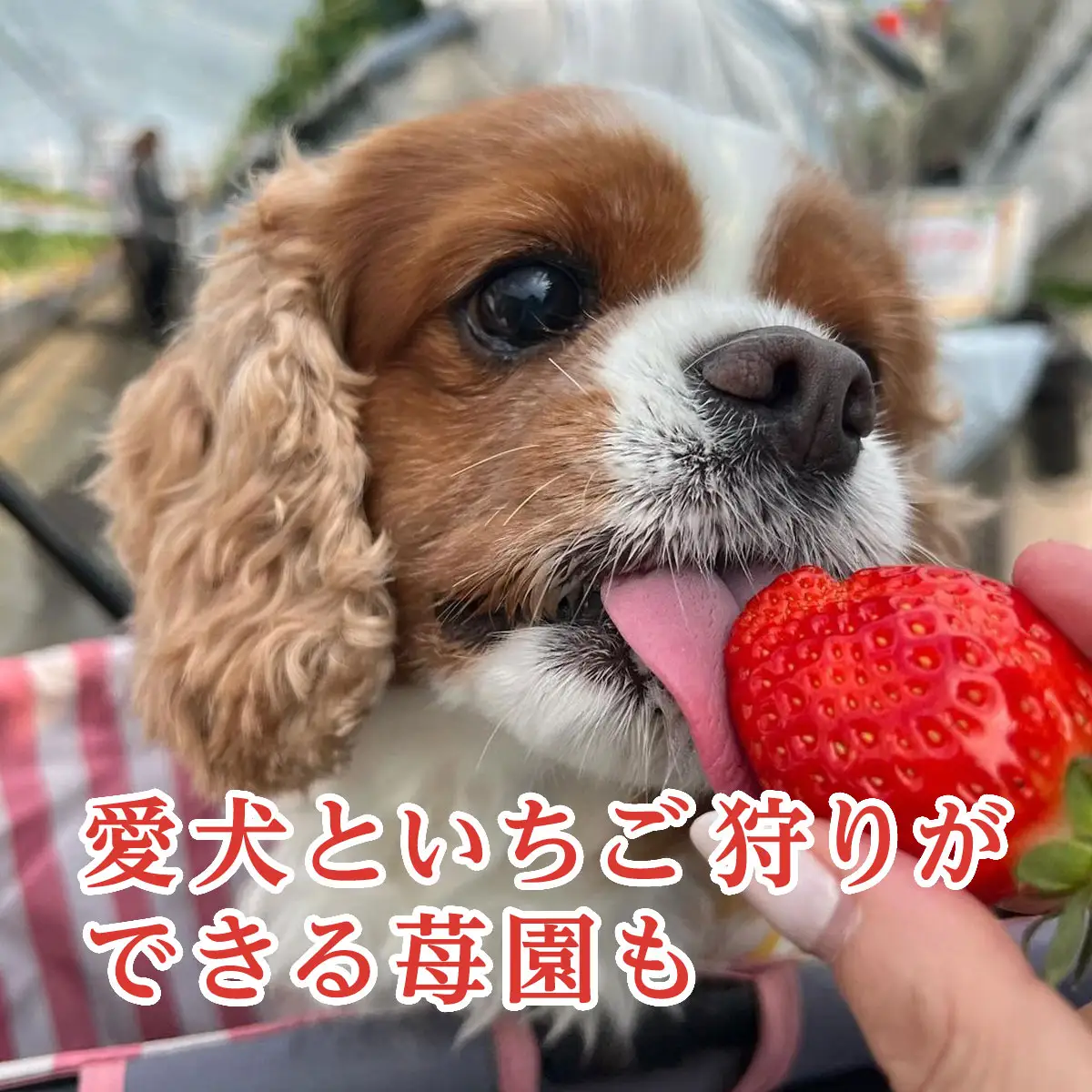【12月上旬から発送】いちご狩りチケット（2名様分） いちご イチゴ 苺 イチゴ狩り いちご狩り体験 チケット 利用券 千葉県 山武市 SMQ001