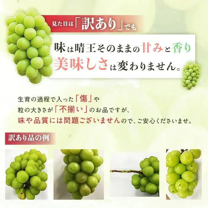 【訳あり】シャインマスカット晴王1房【2026年9月中旬～10月下旬発送予定】（いばら愛菜館）