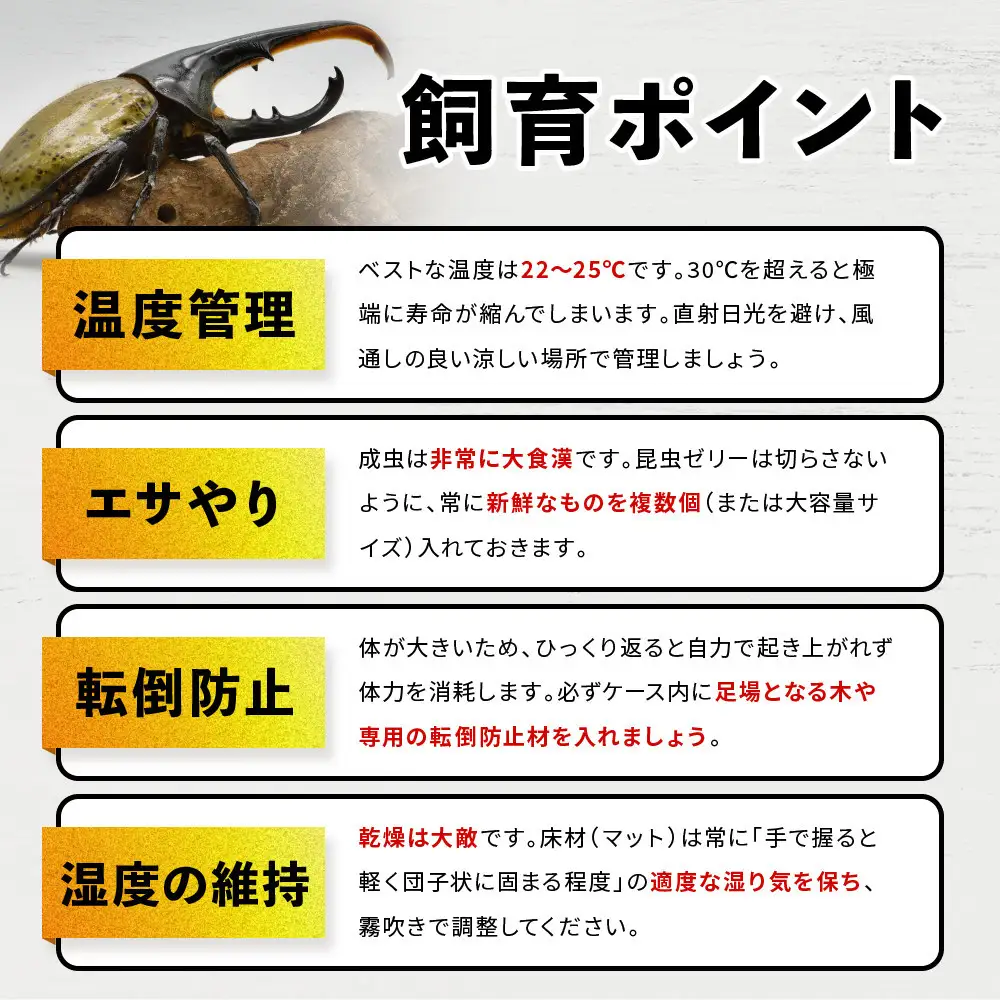 【先行予約】ヘラクレスオオカブトペア（オス120mm～130mm前後・メスフリー）※配送不可地域あり【2027年3月より順次発送】