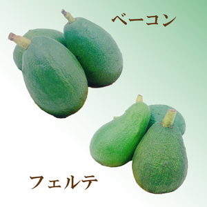 【2026年11月上旬頃から順次発送】 松山市産 アボカド 800g （ サラダ 料理 果物 ヘルシー アボガド ダイエット ミネラル 森のバター 栄養 国産 愛媛 松山 ）【FA0461】