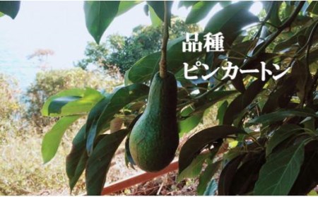 【2026年12月上旬頃から順次発送】希望の島 国産アボカド 1kg (ピンカートン/フェルテ/ベーコン)【FT025_x】