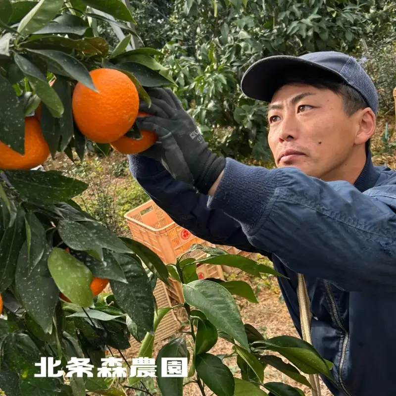 【2026年12月中旬頃から順次発送】 宮内伊予柑 約5kg いよかん みかん 北条森農園 【HMN0021】