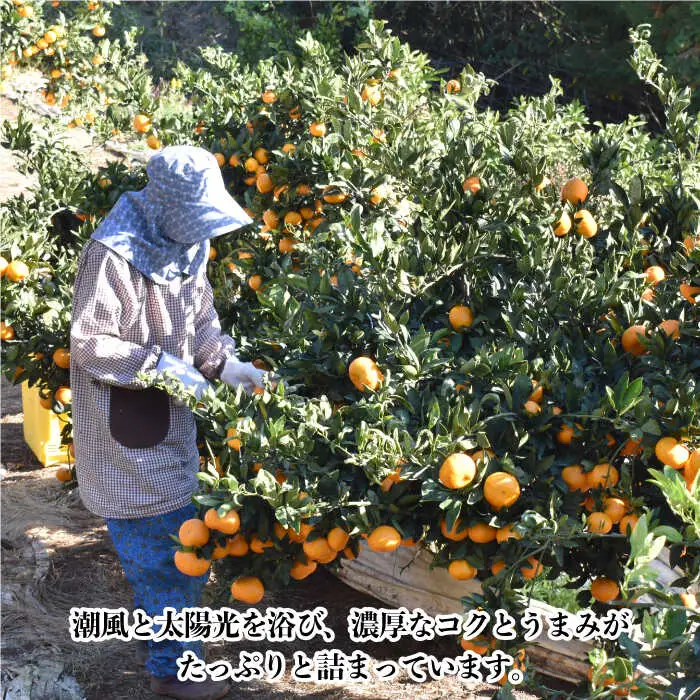 【数量限定】高糖度系 温州みかん(青島) 約10kg[OAF006] ミカン
