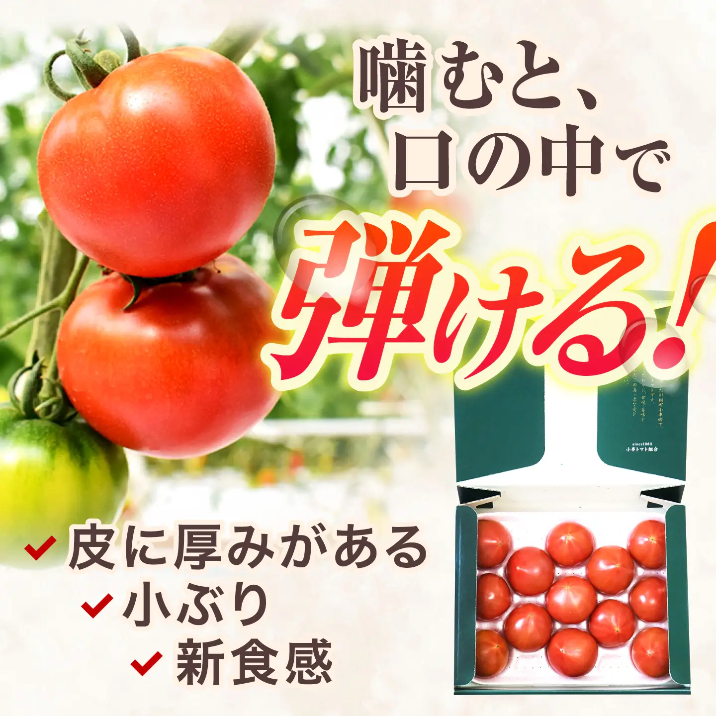 小串トマト 約1.3kg[OAE001] とまと トマト