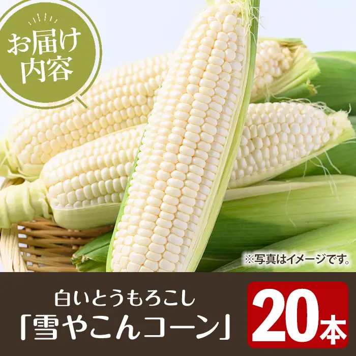 ＜先行予約受付中！2026年11月下旬以降順次発送予定＞白いとうもろこし「雪やこんコーン」(20本) 国産 トウモロコシ 玉蜀黍 ホワイト コーン 野菜 糖度 イネ科 数量限定 期間限定 【うとさんち】akn067-27