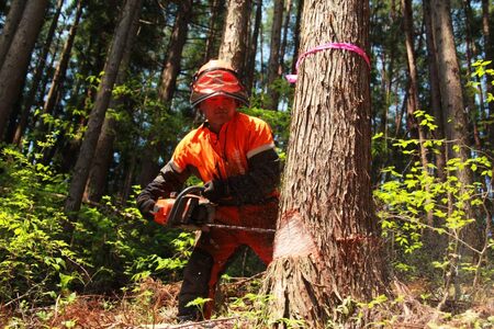 薪 広葉樹 火もち抜群！FSC(登録商標)認証林から贈る広葉樹の薪30cm 約18kg